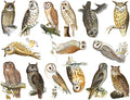 Colorful Owls Decal- Food Safe