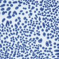 CR-20 Dark Blue Pint