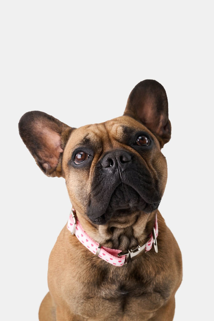 The Roller Rabbit Hearts Dog Collar features a white band with small red and pink hearts, a metal D-ring, and a plastic buckle. Shown on a white background. Pairs perfectly with the matching leash.