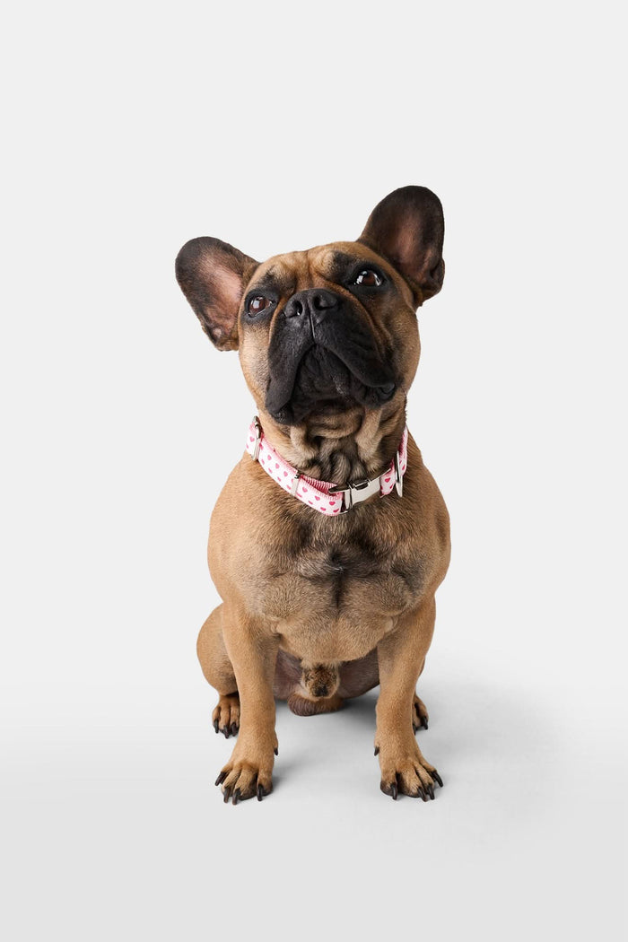 The Roller Rabbit Hearts Dog Collar features a white band with small red and pink hearts, a metal D-ring, and a plastic buckle. Shown on a white background. Pairs perfectly with the matching leash.