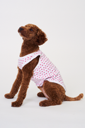A brown poodle sits on a white background wearing Roller Rabbit's Hearts Dog Pajamas, adorable Pima Cotton pet PJs featuring small pink heart patterns for perfect matching dog pajamas.