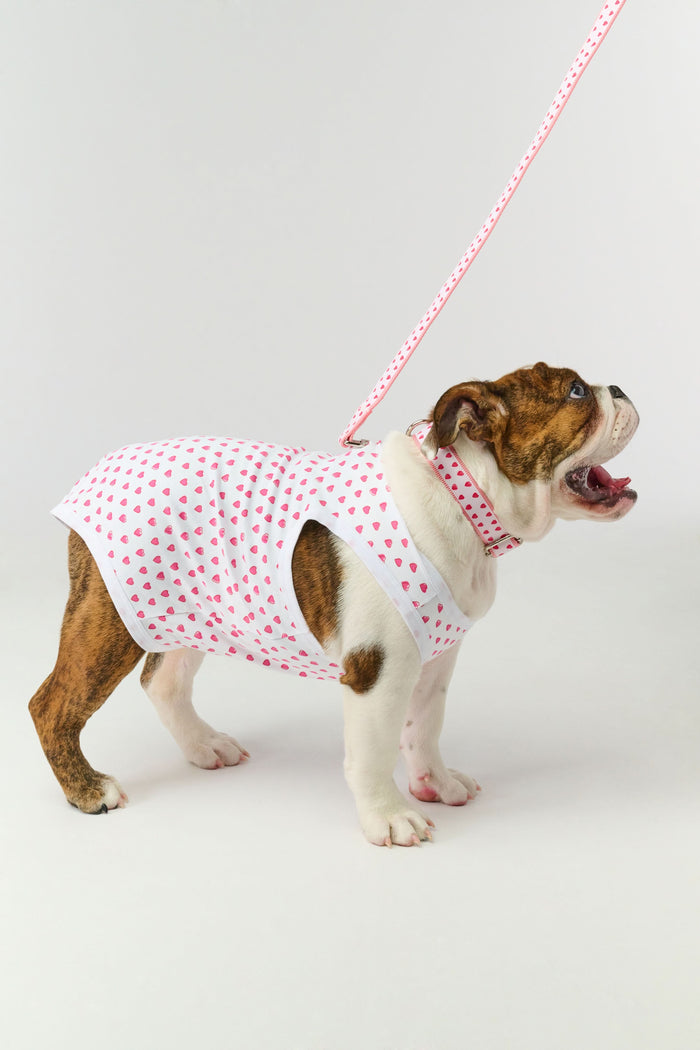 A brown poodle sits on a white background wearing Roller Rabbit's Hearts Dog Pajamas, adorable Pima Cotton pet PJs featuring small pink heart patterns for perfect matching dog pajamas.