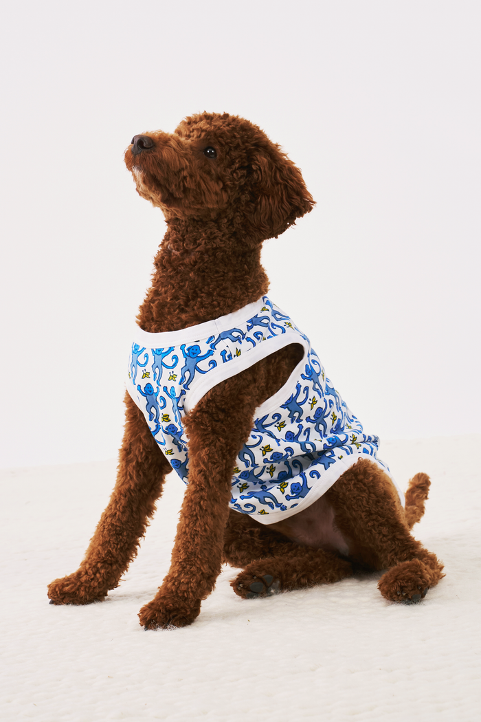 A brown curly-haired dog sits on a light surface, looking up with perked ears against a white background, wearing stylish blue and white Monkey Dog Pajamas by Roller Rabbit made from soft Pima cotton.