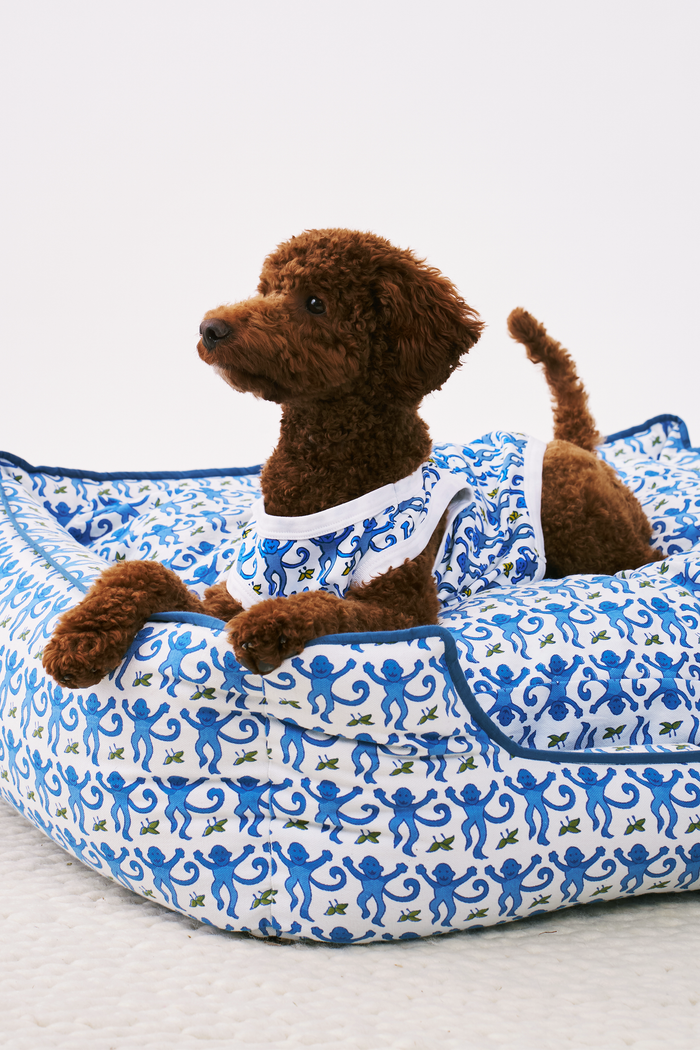 A brown curly-haired dog sits on a light surface, looking up with perked ears against a white background, wearing stylish blue and white Monkey Dog Pajamas by Roller Rabbit made from soft Pima cotton.