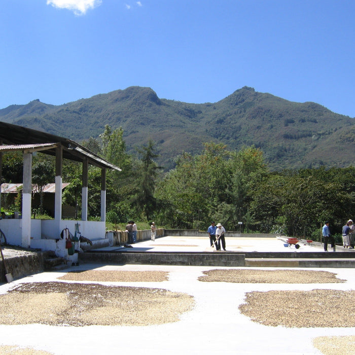 Guatemala Rio Azul - Bongo Roasting Co.
